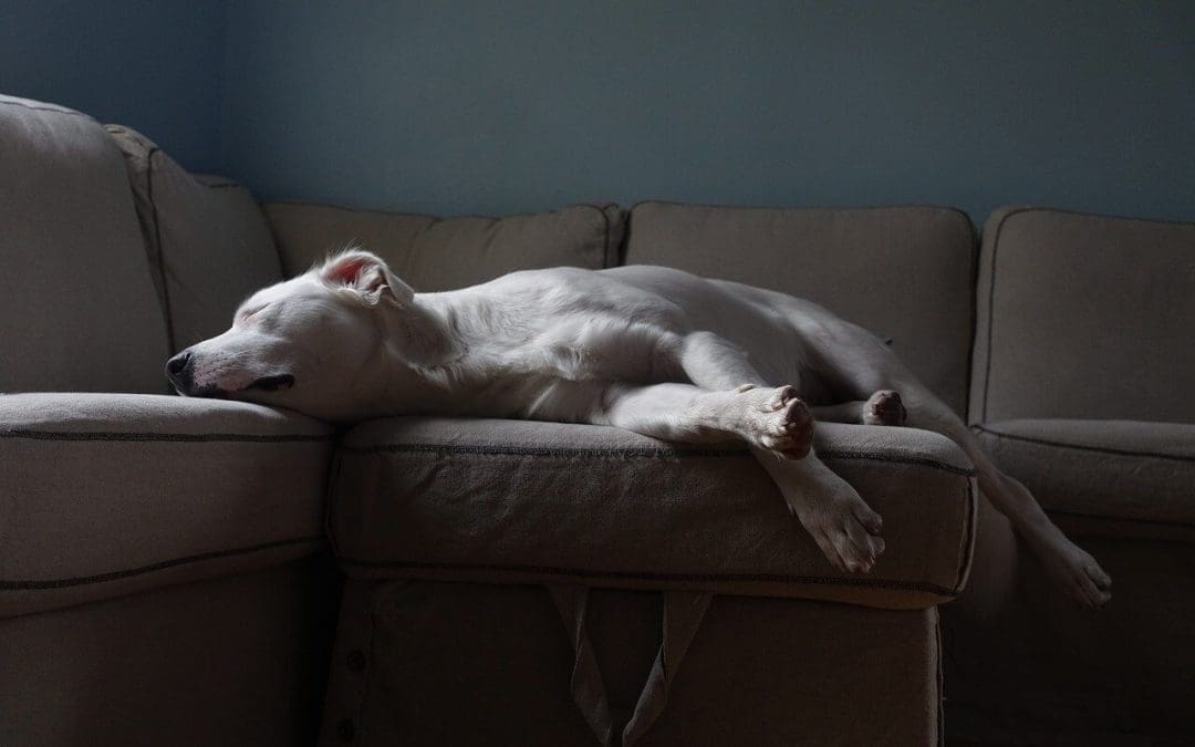 pet-proofing your home