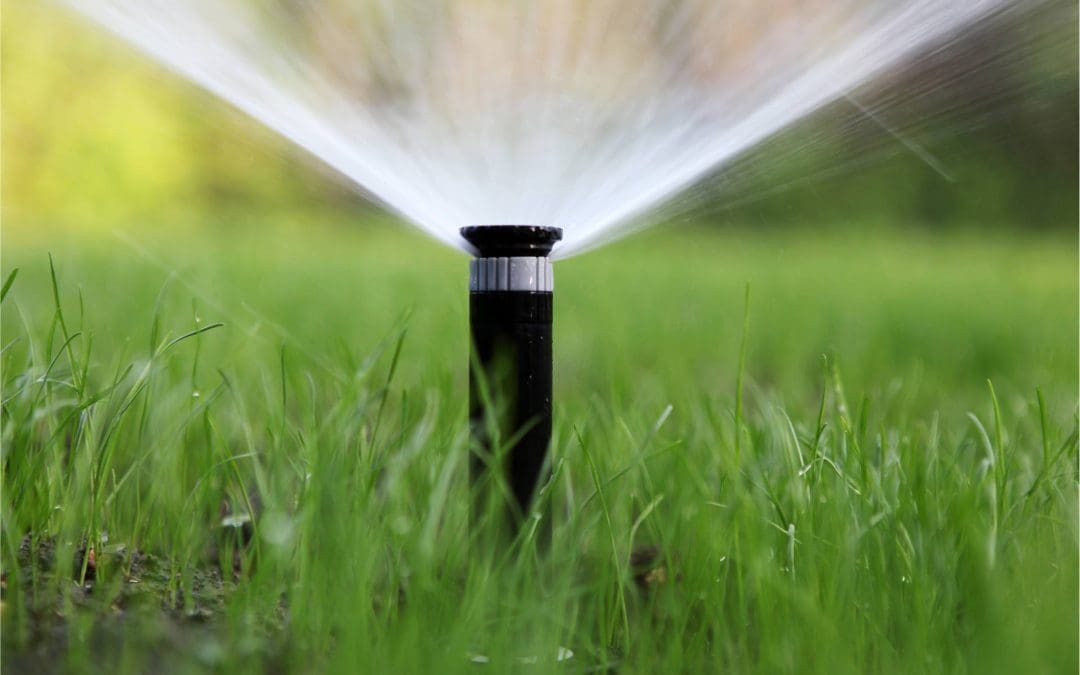 Your Guide to Conserving Water This Summer